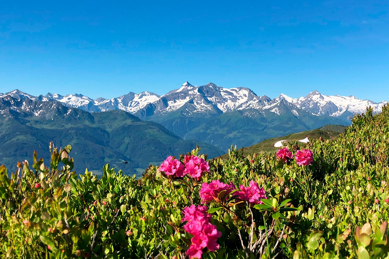 Webcam und Wetter in Maishofen
