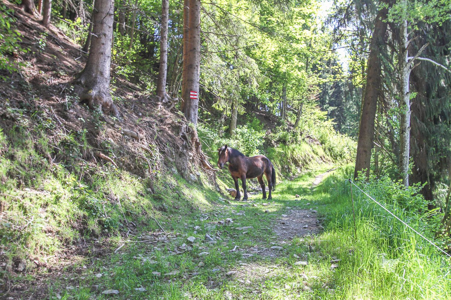 tiere-am-bauernhof.jpg