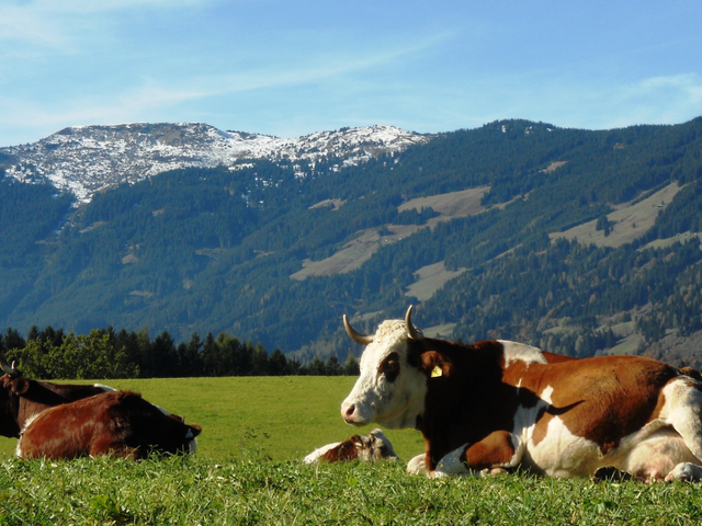 Ferienwohnungen Neuhof